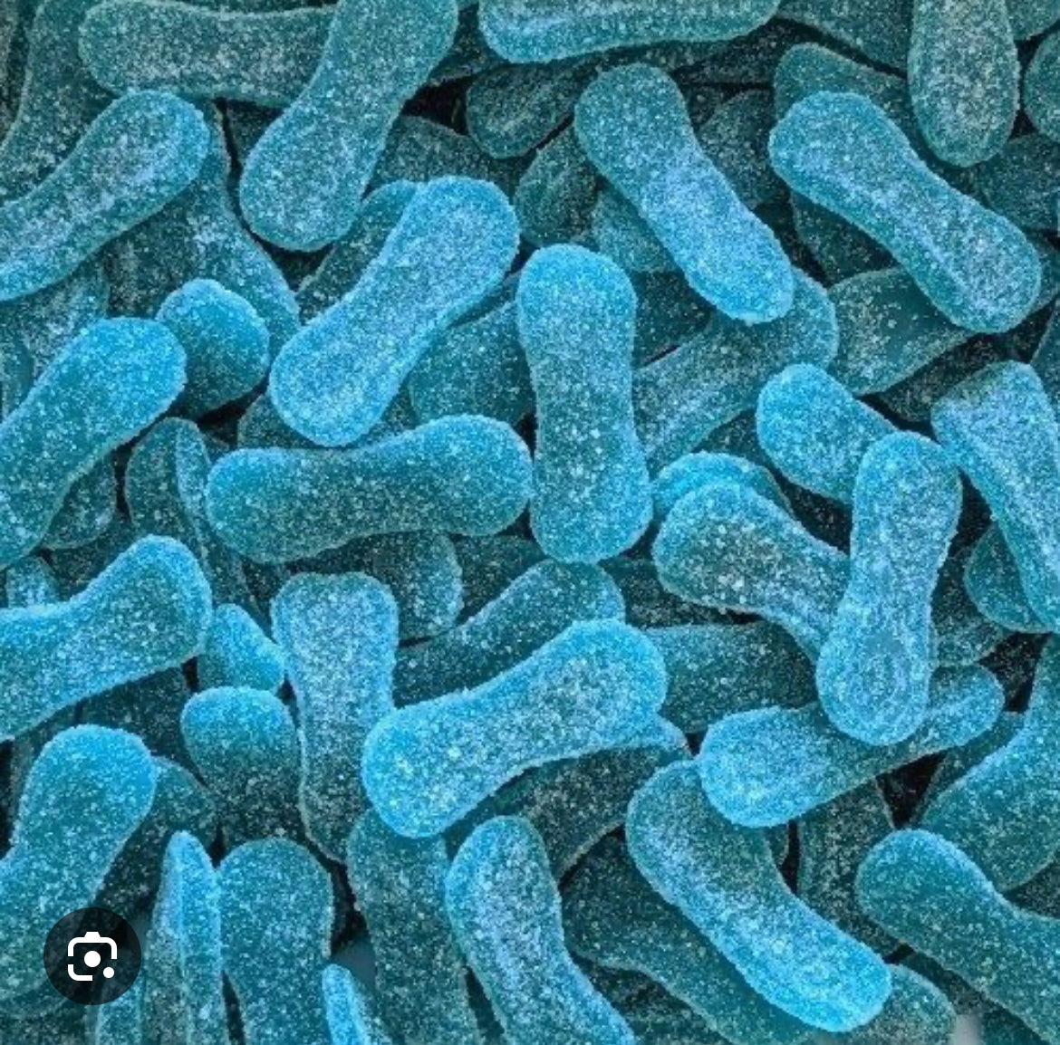 Petite langue bleue sans gluten